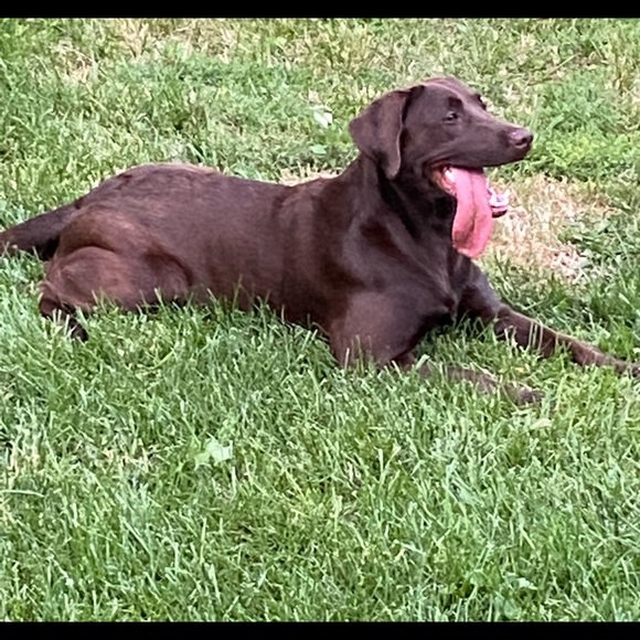 Meet your Posher, Laureen - Picture 3 of 9